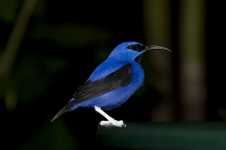 Blue bird at the Butterfly Palace in Branson, Missouriの写真素材