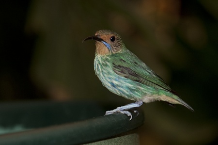 Green bird at the Butterfly Palace in Branson, Missouriの写真素材