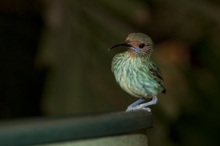 Green bird at the Butterfly Palace in Branson, Missouriの写真素材