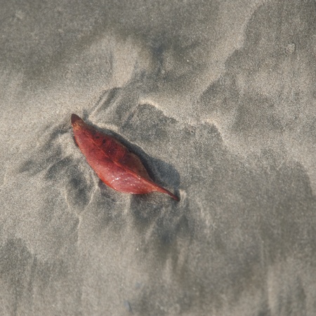 Red leaf on the sandy shore in Costa Ricaの写真素材