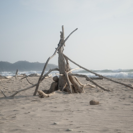 Driftwood on the beach in Costa Ricaの写真素材