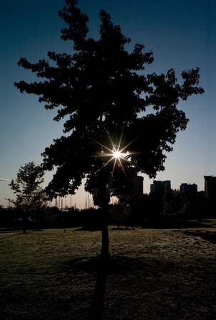 Sun shining through a tree in Vancouver, British Columbia, Canadaの写真素材