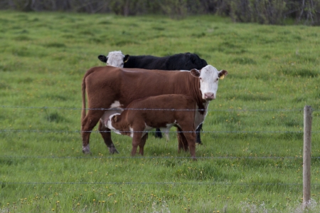 Cow nursing its calf in a pasture, Northern Alberta, Alberta, Canadaの写真素材