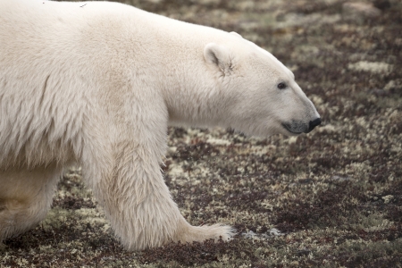 Polar bear (Ursus maritimus), Churchill, Manitoba, Canada