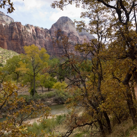 Trees in a forest, Zion National Park, Utah, USAの写真素材