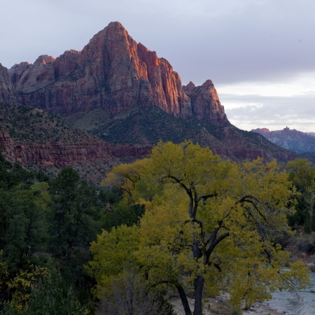 Trees in a forest with mountain range in the background, Zion National Park, Utah, USAの写真素材