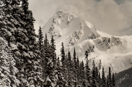 Snow covered trees with mountains, Whistler, British Columbia, Canada