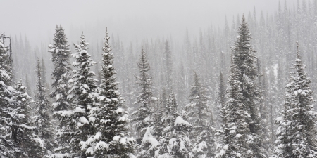 Snow covered trees, Symphony Amphitheatre, Whistler, British Columbia, Canadaの写真素材