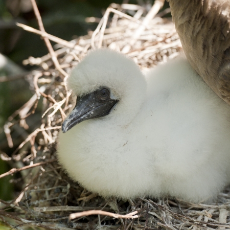 Red-Footed booby (Sula sula) chick in nest, Genovesa Island, Galapagos Islands, Ecuadorの写真素材