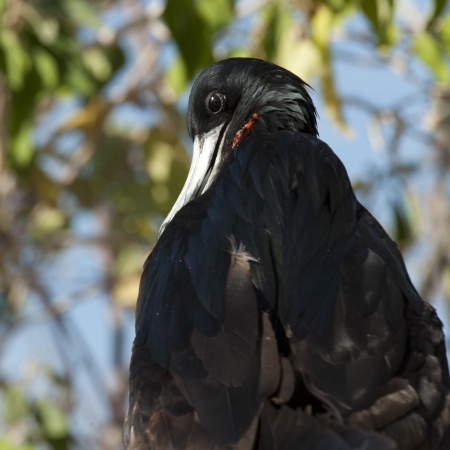 Close-up of a Great frigatebird (Fregata minor) preening itself, Genovesa Island, Galapagos Islands, Ecuadorの写真素材