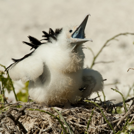 Great frigatebird (Fregata minor) chick calling in its nest, Genovesa Island, Galapagos Islands,...