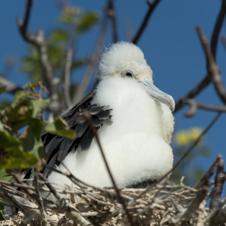 Close-up of a Great frigatebird (Fregata Minor) chick perching on a tree branch, Prince Philip's Steps, Genovesa Island, Galapagos Islands, Ecuadorの写真素材