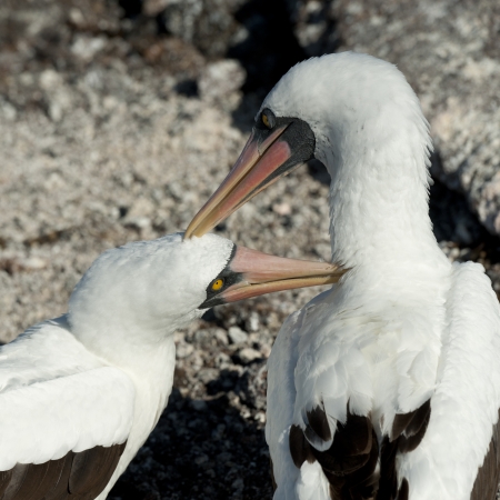 Close-up of a Nazca Booby (Sula granti) with its young, Prince Philip's Steps, Genovesa Island, Galapagos Islands, Ecuadorの写真素材