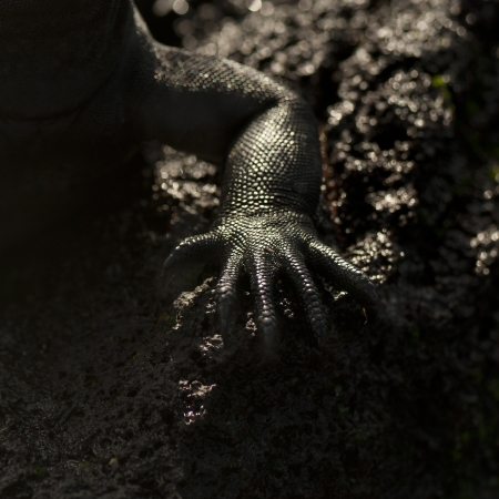 Leg of a Marine iguana (Amblyrhynchus cristatus), Punta Espinoza, Fernandina Island, Galapagos Islands, Ecuadorの写真素材