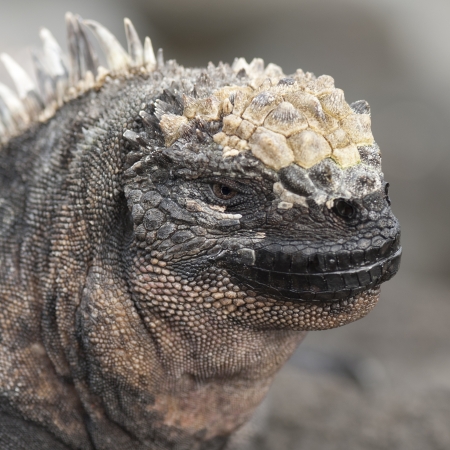 Close-up of a Marine iguana (Amblyrhynchus cristatus) on a rock, Puerto Egas, Santiago Island, Galapagos Islands, Ecuadorの写真素材
