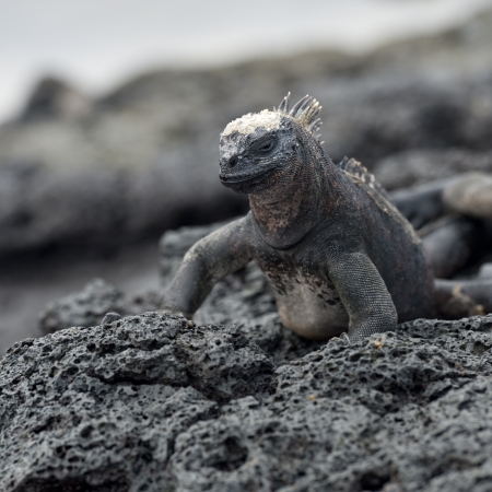 Marine iguana (Amblyrhynchus cristatus), Puerto Egas, Santiago Island, Galapagos Islands, Ecuadorの写真素材