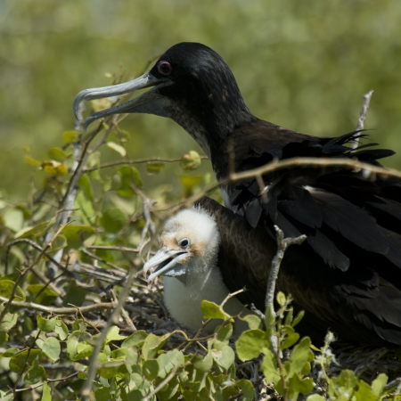 Great frigatebird (Fregata minor) with its chick in nest, North Seymour Island, Galapagos Islands, Ecuadorの写真素材