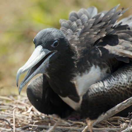 Close-up of a Great frigatebird (Fregata Minor), North Seymour Island, Galapagos Islands, Ecuadorの写真素材