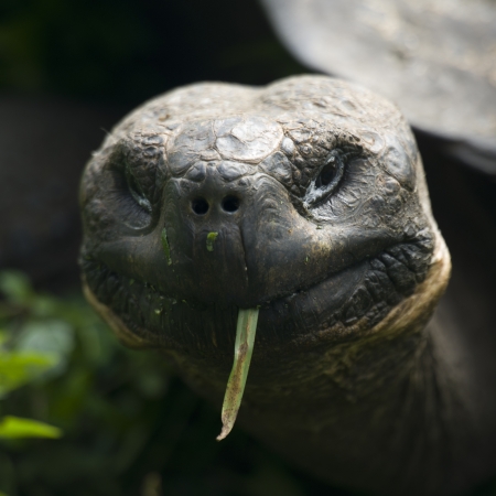 Giant tortoise, Santa Cruz Island, Galapagos Islands, Ecuadorの写真素材
