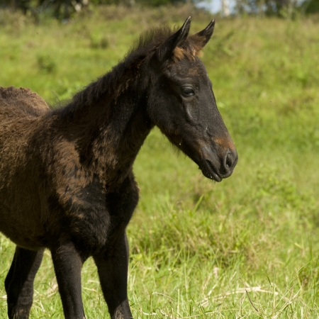 Foal, Santa Cruz Island, Galapagos Islands, Ecuadorの写真素材