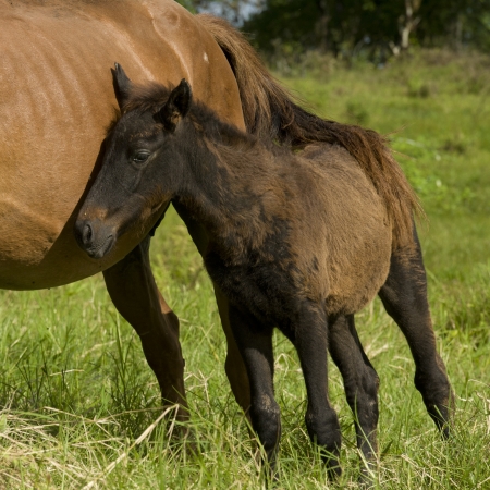 Horse and a foal, Santa Cruz Island, Galapagos Islands, Ecuadorの写真素材