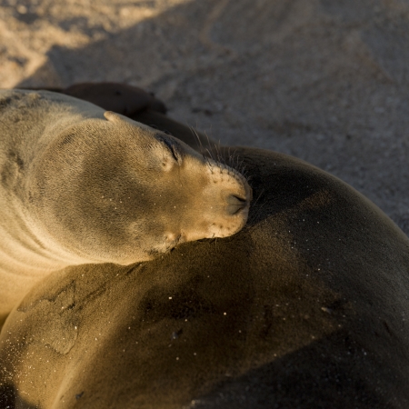 Galapagos sea lion (Zalophus californianus wollebacki), Punta Suarez, Espanola Island, Galapagos Islands, Ecuadorの写真素材