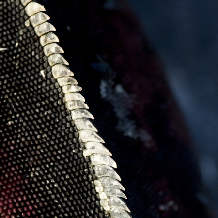 Marine iguana (Amblyrhynchus cristatus), Punta Suarez, Espanola Island, Galapagos Islands, Ecuadorの写真素材