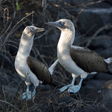 Pair of Blue-Footed boobies (Sula nebouxii), Punta Suarez, Espanola Island, Galapagos Islands, Ecuadorの写真素材