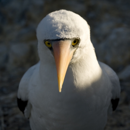 Close-up of a Nazca Booby (Sula granti), Punta Suarez, Espanola Island, Galapagos Islands, Ecuadorの写真素材
