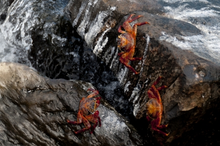 Brightly colored Sally Lightfoot crabs (Grapsus grapsus) climbing on rocks, Galapagos Islands, Ecuadorの写真素材