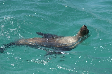 Galapagos sea lions (Zalophus californianus wollebacki), San Cristobal Island, Galapagos Islands, Ecuadorの写真素材