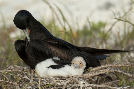 Great frigatebird (Fregata minor) with its chick in nest, Darwin Bay, Genovesa Island, Galapagos Islands, Ecuadorの写真素材