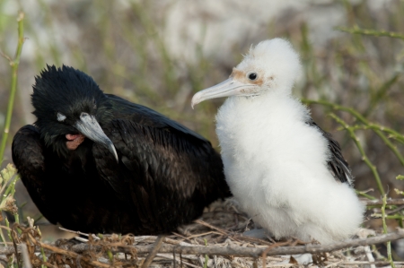 Great frigatebird (Fregata minor) with its chick in nest, Darwin Bay, Genovesa Island, Galapagos Islands, Ecuadorの写真素材