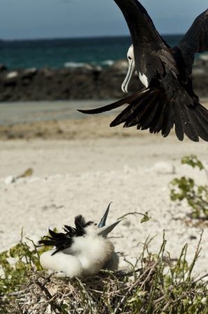Hungry Great frigatebird (Fregata minor) chick in its nest waiting for food, Darwin Bay, Genovesa Island, Galapagos Islands, Ecuadorの写真素材