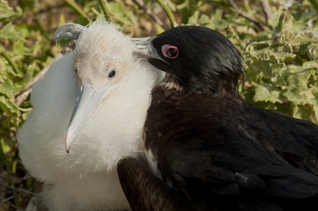 Great frigatebird (Fregata minor) with its chick, Darwin Bay, Genovesa Island, Galapagos Islands, Ecuadorの写真素材