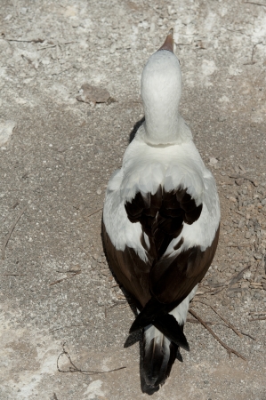 Nazca booby (Sula granti), Prince Philip's Steps, Genovesa Island, Galapagos Islands, Ecuadorの写真素材