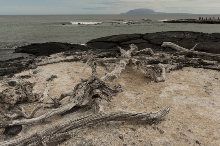 Driftwood on the coast, Punta Espinoza, Fernandina Island, Galapagos Islands, Ecuadorの写真素材