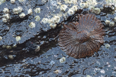 Close-up of a starfish, Tagus Cove, Isabela Island, Galapagos Islands, Ecuadorの写真素材