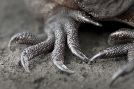 Claws of Marine iguana (Amblyrhynchus cristatus), Puerto Egas, Santiago Island, Galapagos Islands, Ecuadorの写真素材