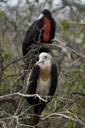 Pair of Great frigatebirds (Fregata minor) perching on branches, North Seymour Island, Galapagos Islands, Ecuadorの写真素材