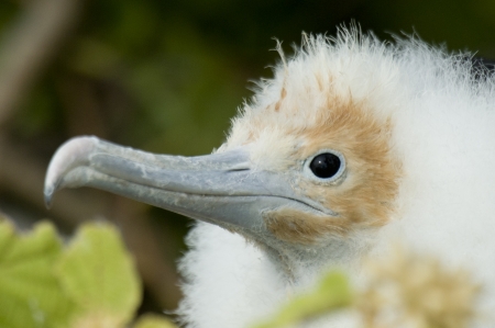 Great frigatebird (Fregata minor) chick, North Seymour Island, Galapagos Islands, Ecuadorの写真素材