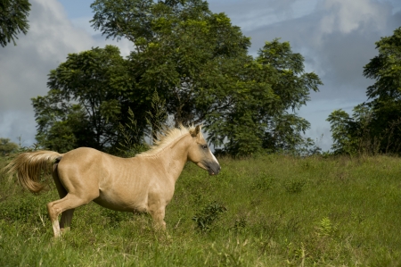 Horse running in a field, Santa Cruz Island, Galapagos Islands, Ecuadorの写真素材