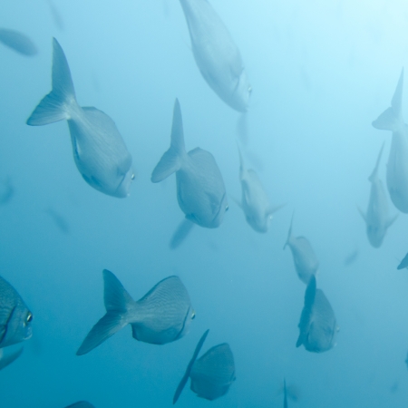School of fish swimming underwater, Santa Cruz Island, Galapagos Islands, Ecuador