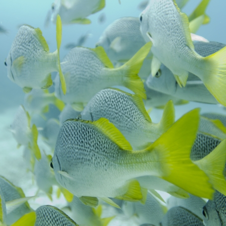 School of Yellow Tailed Grunt  Anisotremus Interruptus  fish swimming underwater, Santa Cruz Island,...