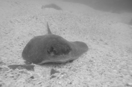 Stingray underwater, San Cristobal Island, Galapagos Islands, Ecuador