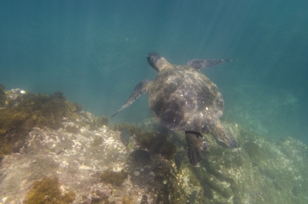 Sea turtle swimming underwater, Tagus Cove, Isabela Island, Galapagos Islands, Ecuadorの写真素材