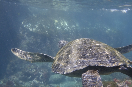Sea turtle swimming underwater, Tagus Cove, Isabela Island, Galapagos Islands, Ecuadorの写真素材