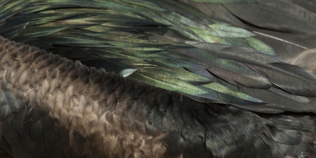 Detail of Great frigatebird (Fregata minor) plumage, Genovesa Island, Galapagos Islands, Ecuadorの写真素材