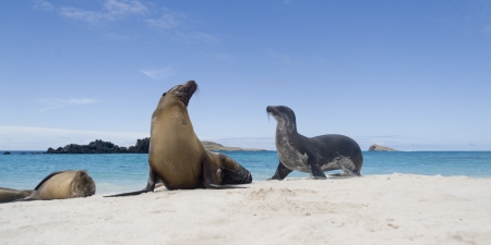 Galapagos sea lions (Zalophus californianus wollebacki) on the beach, Gardner Bay, Espanola Island, Galapagos Islands, Ecuadorの写真素材