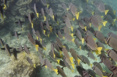 School of Surgeon fish  Zebrasoma flavescens  swimming underwater, Puerto Egas, Santiago Island,...